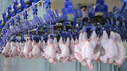 وزارت صمت مجوز واردات ۵۰ هزار تن گوشت مرغ را صادر کرد