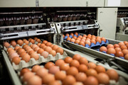 هر شانه تخم مرغ ۵۰ هزار تومان را هم رد کرد