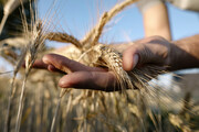 کاهش تولید گندم تا افزایش قیمت آرد