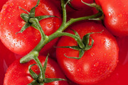 مجوز صادرات گوجه فرنگی به عراق صادر شد
