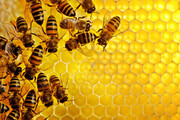 پیشرفت چشمگیر زنبورداری ایران در سالهای اخیر