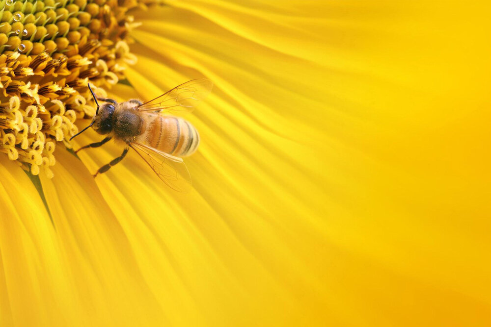 زنبورداری ؛ کسب و کاری سودآور 