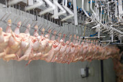 دیروز ۶ هزار و ۶۲۲ تن گوشت گرم مرغ در کشور عرضه شد