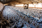 افزایش نرخ تورم تولیدکننده محصولات مرغداری‌های صنعتی