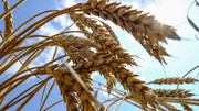 خرید گندم از کشاورزان به ۱۰ میلیون تُن نزدیک شد
