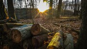 اقدامات حفاظت منابع طبیعی در مقابل پدیده قاچاق چوب
