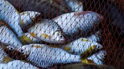 "ای فیشری"؛ ماهیگیری به شیوه‌ای متفاوت
