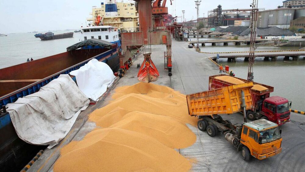 دولت هند صادرات گندم را ممنوع کرد