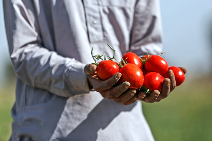 کاهش عرضه گوجه‌فرنگی به دلیل بارندگی‌ها بوده است