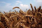 قیمت هر کیلو گندم ۱۵ هزار تومان تعیین شد