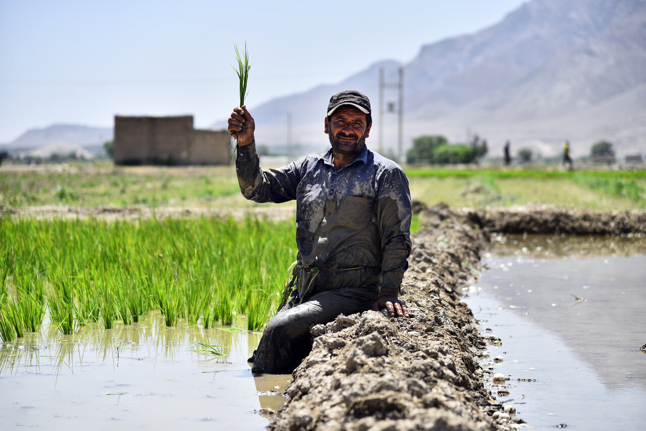 تولید برنج با آب شور دریا؛ ایران یا چین؟