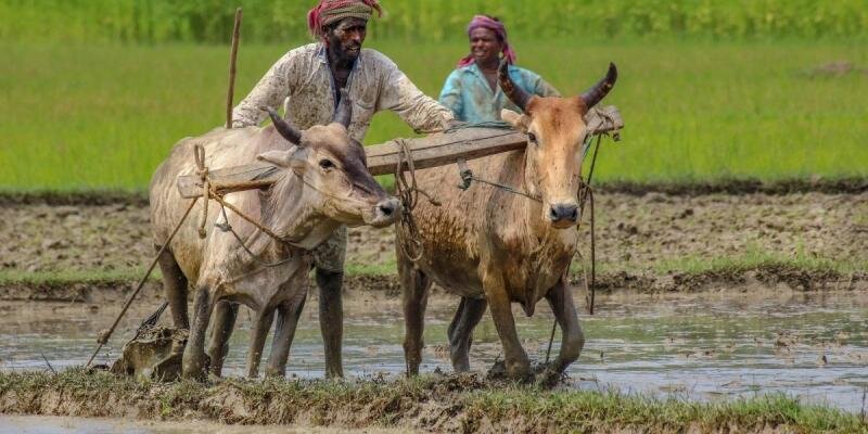 غول‌های فناوری جهان به کمک کشاورزی هند می آیند 
