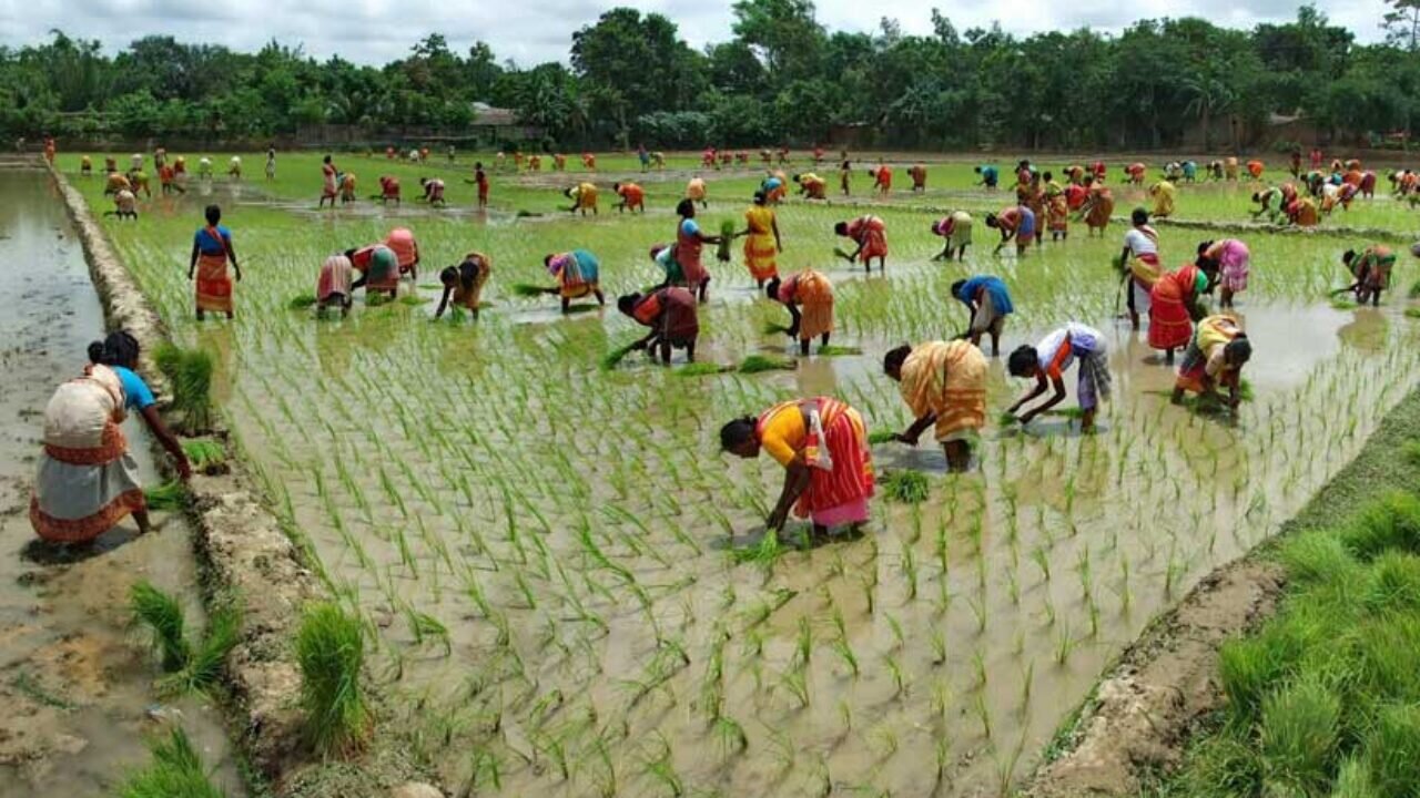 غول‌های فناوری جهان به کمک کشاورزی هند می آیند 