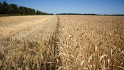 رکورد کاهش قیمت گندم در بازار جهانی