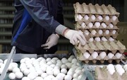 ایران رتبه نهم تولید تخم‌مرغ را دارد