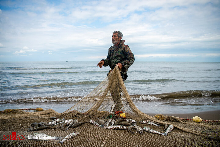 فصل صید ماهی استخوانی - مازندران