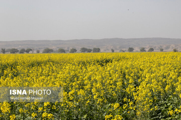مزارع کلزا شهرستان شوش-خوزستان