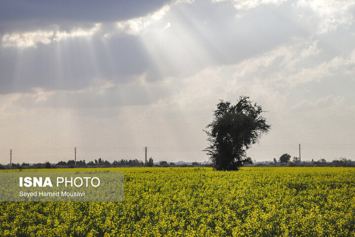 مزارع کلزا شهرستان شوش-خوزستان