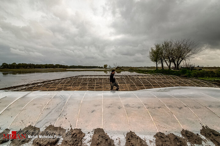 آغاز کاشت برنج در غرب استان مازندران