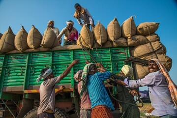 بازار جهانی غذا همچنان در شوک تصمیم دولت هند