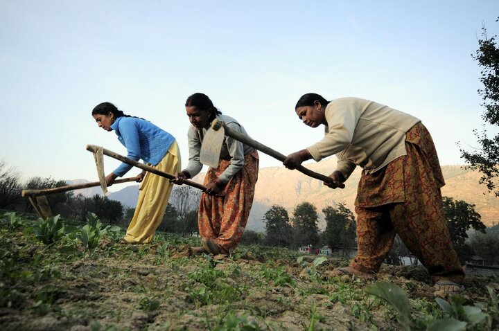 کشاورزی در هند