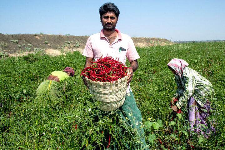 کشاورزی در هند