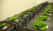 آزمایشگاه زیست توده گیاهان زراعی راه‌اندازی می‌شود