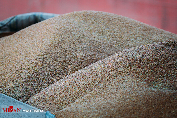 تخلیه ۷۰ هزار تنی گندم در چابهار
