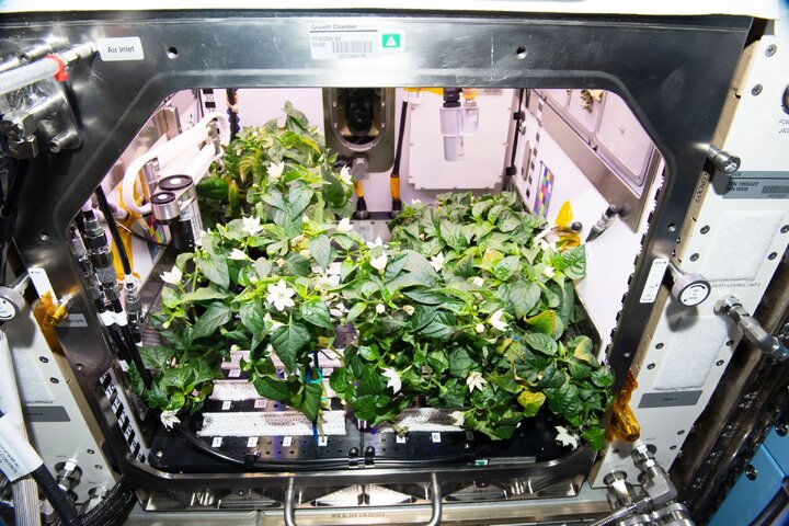 کشاورزی در فضا