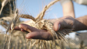 افزایش قیمت جهانی گندم و تشدید فعالیت دلالان