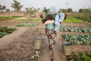 کشاورزی در آفریقا