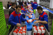 تولید ۶ هزار تُن گوشت مرغ در استان بوشهر