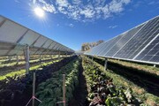 ساکولنت‌ها؛ پنل انرژی خورشیدی
