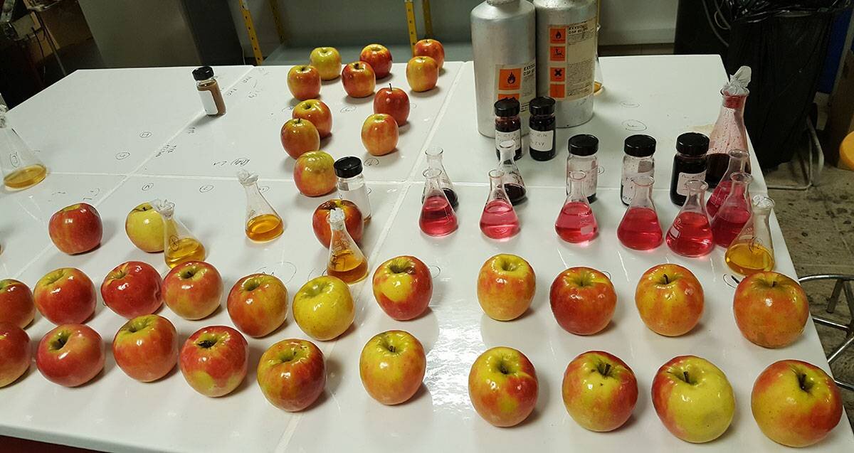 تجربه کارآفرینی در دنیای رنگارنگ میوه‌ها