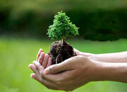 ظرفیت کاشت یک میلیارد درخت وجود دارد
