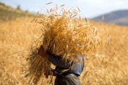 کدام استان‌ها بیشترین تولید گندم را داشته‌اند؟