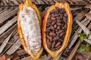 رشد بی‌سابقه قیمت کاکائو در جهان