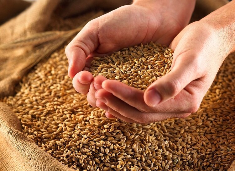 ۱۰.۳ میلیون تن گندم از کشاورزان خریداری شد