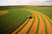 خسارت ۲۵درصدی علف‌های هرز به محصولات کشاورزی
