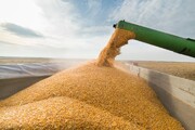 واردات گندم ۴۷ درصد کاهش یافت
