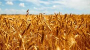 کدام استان‌ها پیشتاز تولید گندم هستند؟